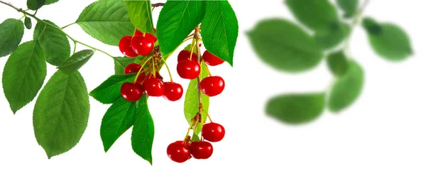 Image of a branch with a cherry — Stock Photo, Image
