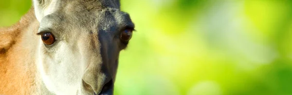 Imagem de um camelo em um zoológico de perto — Fotografia de Stock