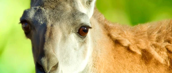 Imagem de um camelo em um zoológico close-up — Fotografia de Stock