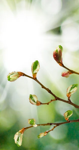 Bourgeons sur une branche d'arbre — Photo