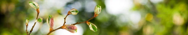 Knoppar på en trädgren mot himlen — Stockfoto