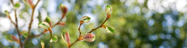 Knoppar på en trädgren mot himlen — Stockfoto