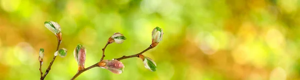 Bourgeons sur une branche d'arbre contre le ciel — Photo