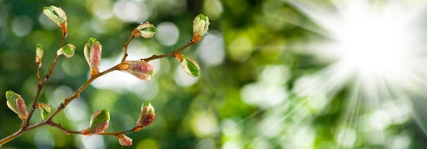 Knoppar på en trädgren mot himlen — Stockfoto