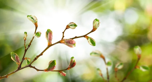 Bourgeons sur une branche d'arbre contre le ciel — Photo