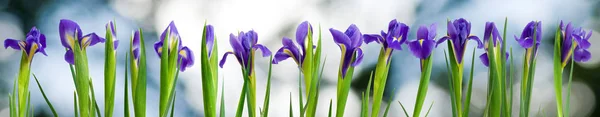 Obraz, kwiaty w ogrodzie zbliżenie — Zdjęcie stockowe