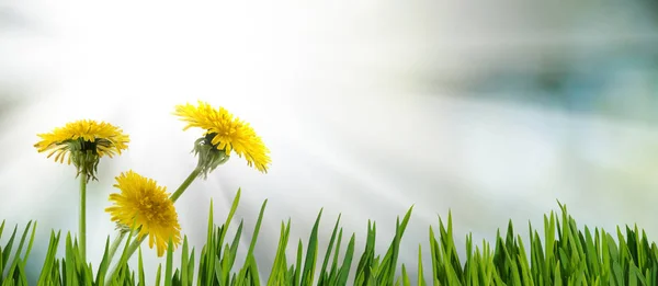 Immagine di fiori di tarassaco in giardino da vicino — Foto Stock