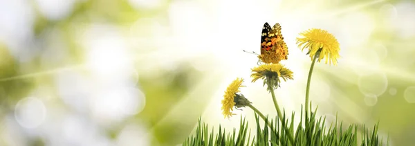 Immagine di fiori di tarassaco in giardino da vicino — Foto Stock