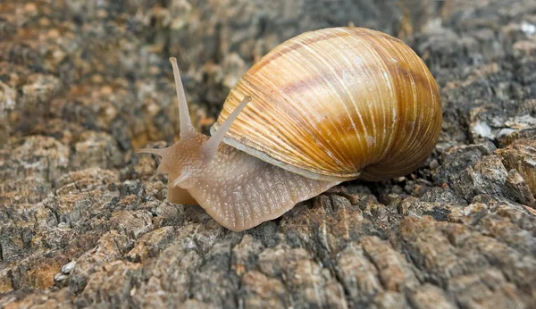 Image of a snail in the garden close up — Stock Photo, Image