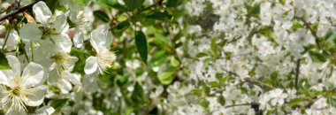 Şu yeni gelişen ağaç bahar bahçe