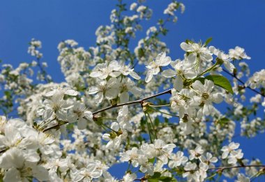 Şu yeni gelişen ağaç bahar bahçe