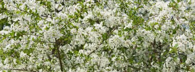 Şu yeni gelişen ağaç bahar bahçe