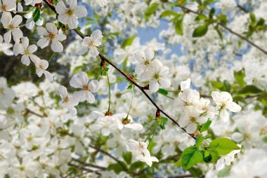 Şu yeni gelişen ağaç bahar bahçe
