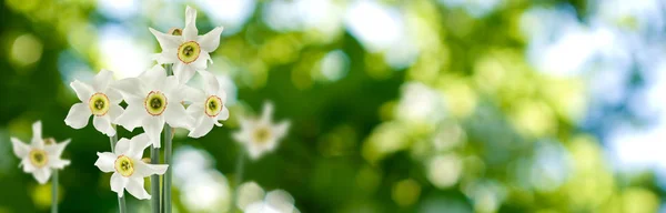 Image of a flower tree in a garden close up — Stock Photo, Image