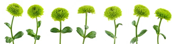 Isolated image of green flowers close up — Stock Photo, Image