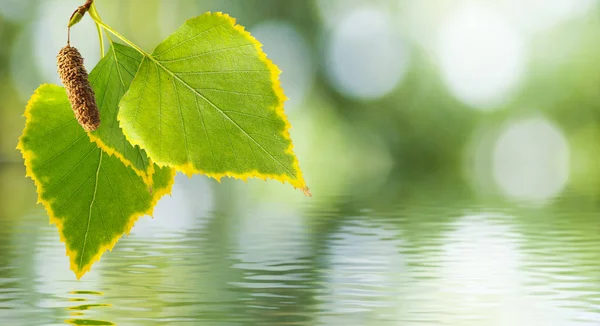 Image of leaves above water close up — Stock Photo, Image