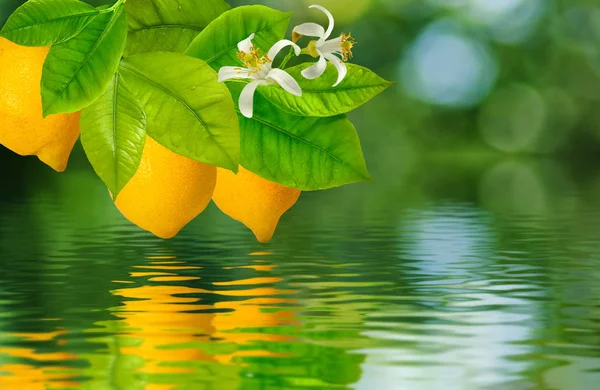 Image of lemons above the water close-up — Stock Photo, Image