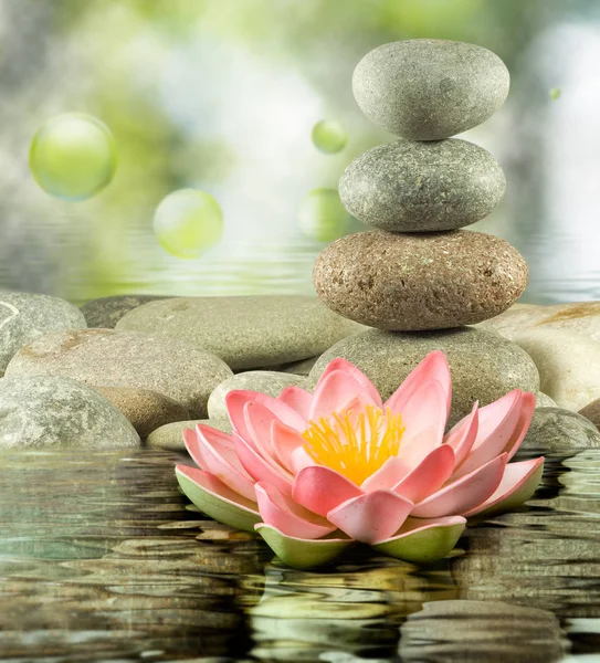 Bild von Lotus und Steinen auf Wasser in Nahaufnahme — Stockfoto