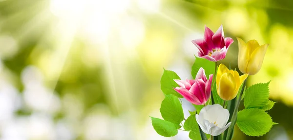 Imagen de hermosas flores de tulipanes de cerca — Foto de Stock