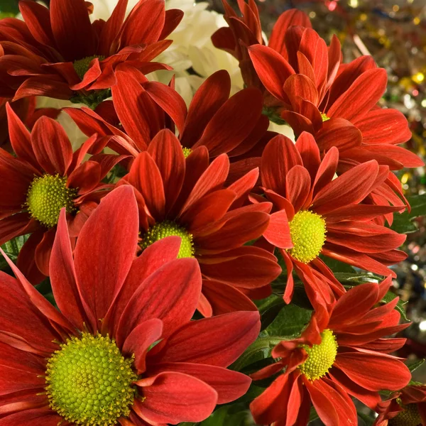 Bild von roten Blumen im Garten Nahaufnahme — Stockfoto