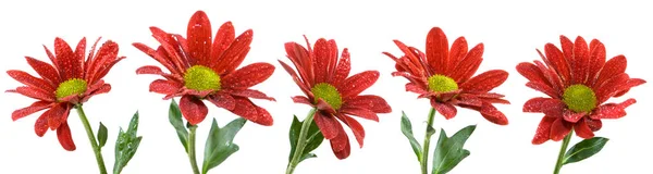 花园特写中的红花图像 — 图库照片