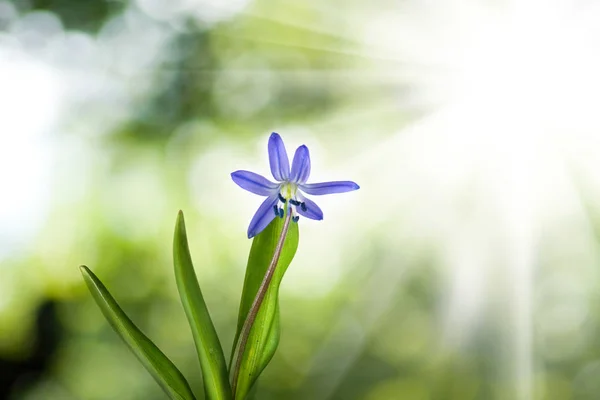 Snowdrop na zielonym tle zbliżenie — Zdjęcie stockowe