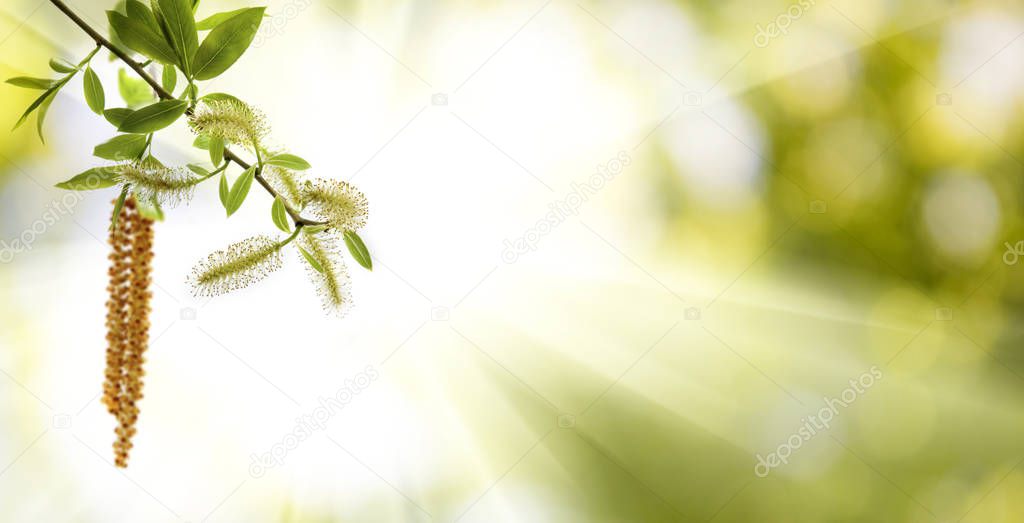 image of birch branches on a green background close-up