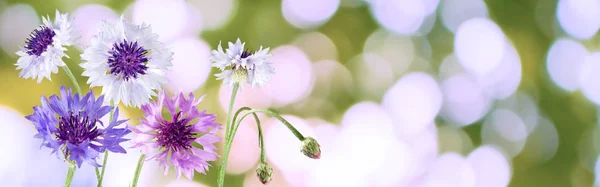 Image de nombreuses belles fleurs violettes dans un jardin gros plan . — Photo