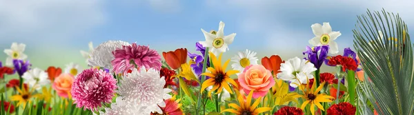 Obraz wielu kwiatów w ogrodzie z bliska — Zdjęcie stockowe