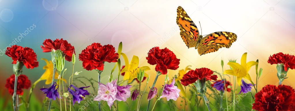 image of flowers and butterflies in the garden close-up