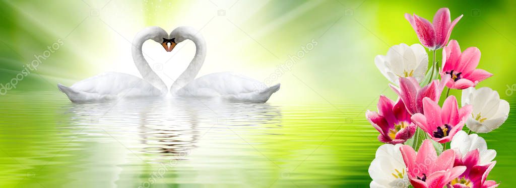 image of swans on the water in the park close up