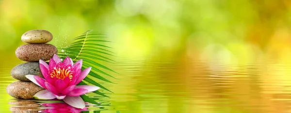 su yakın çekim üzerinde lotus çiçek ve taş görüntü