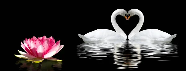 Imagen de flor de loto, cisnes en el agua en el parque por la noche primer plano — Foto de Stock