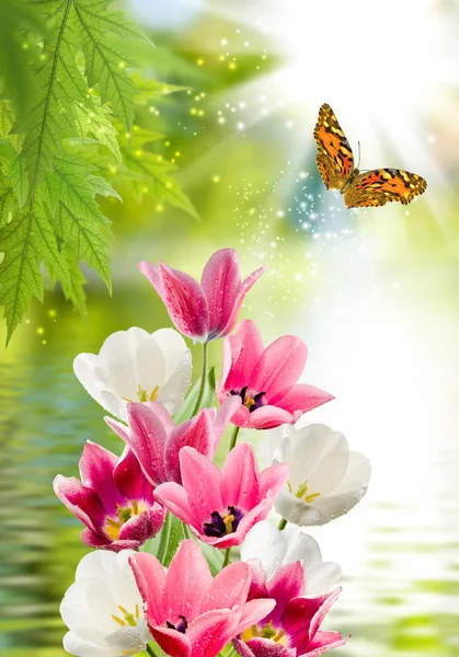 Fleur sur l'eau et papillon gros plan — Photo