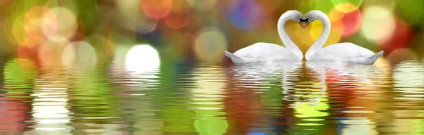 Afbeelding van twee witte zwanen op een meer close-up — Stockfoto