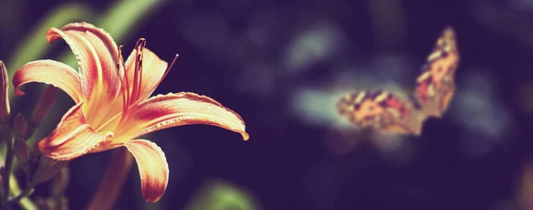 Flor Mariposa Primer Plano Del Jardín Imagen Tonificada — Foto de Stock