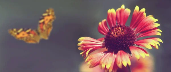 Flor Mariposa Primer Plano Del Jardín Imagen Tonificada — Foto de Stock