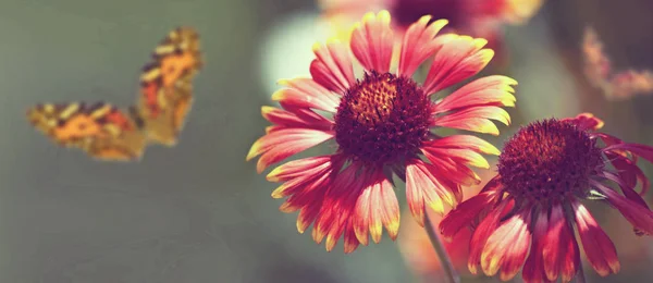 Flores Mariposas Primer Plano Del Jardín Imagen Tonificada — Foto de Stock