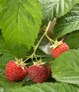 olgun ahududu demet yakın çekim yaprakları yatıyor