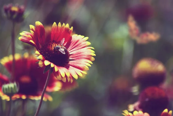 Flores Mariposas Primer Plano Del Jardín Imagen Tonificada — Foto de Stock