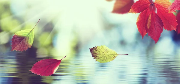 Imagen Teñida Hojas Otoño Sobre Fondo Superficie Del Agua Primer — Foto de Stock