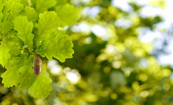 Image Oak Leaves Acorn Green Background Closeup — Stock Photo, Image