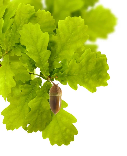 Imagen Hojas Roble Con Bellota Sobre Fondo Blanco — Foto de Stock