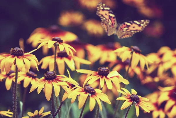 Flores Mariposas Primer Plano Del Jardín Imagen Tonificada — Foto de Stock