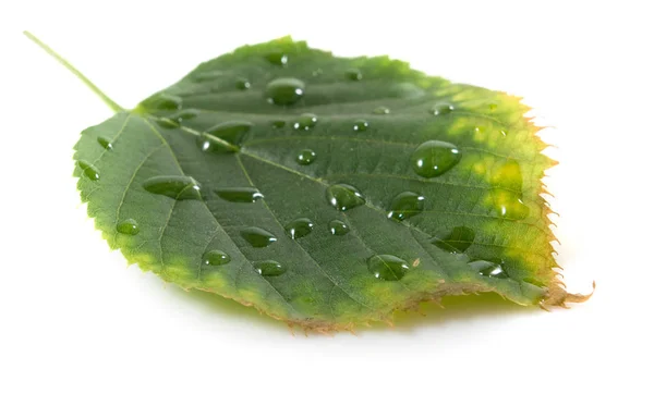 Hojas Caídas Árbol Cubierto Gotas Agua Cerca Sobre Fondo Blanco — Foto de Stock