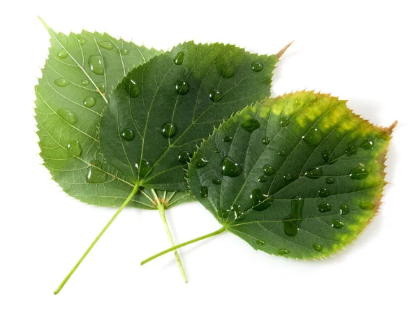 Hojas Caídas Árbol Cubierto Gotas Agua Cerca Sobre Fondo Blanco — Foto de Stock