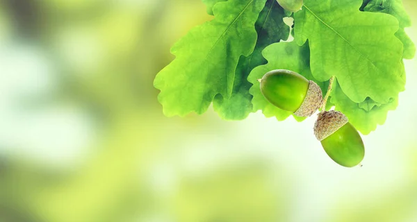 Image Oak Leaves Acorn Green Background Closeup — Stock Photo, Image