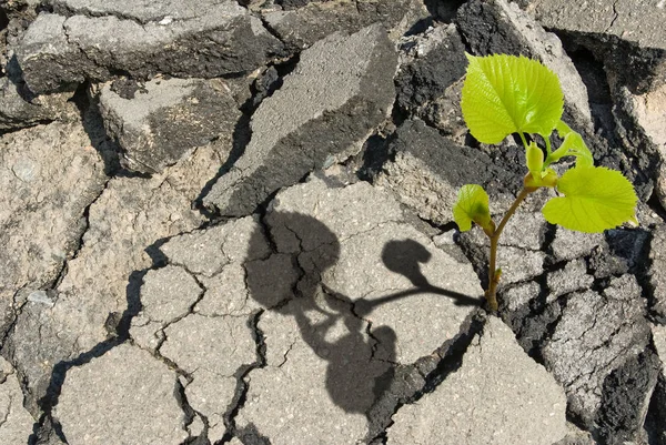 Asfalt bir boşlukta gelen bitki büyür