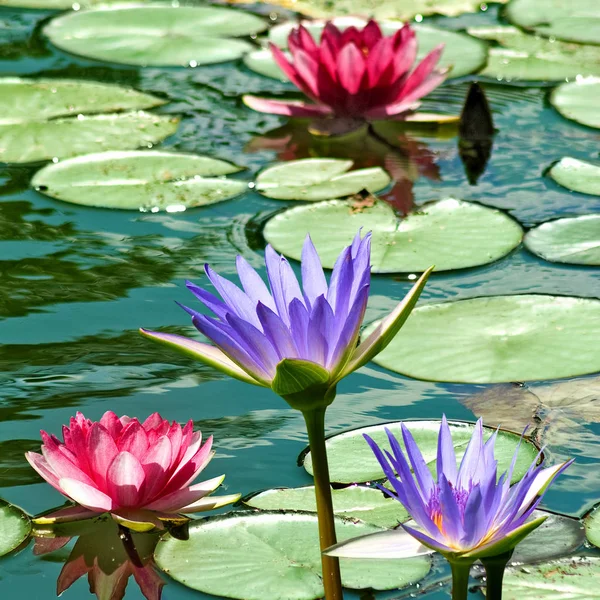 Image of a lotus flower — Stock Photo, Image