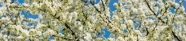 Afbeelding van een bloeiende boom in Spring Park — Stockfoto